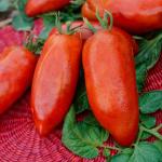 Potagères - Tomate Cornue des Andes - Légumes d'Autrefois - face recto